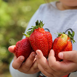 Fragaria X ananassa Colossus